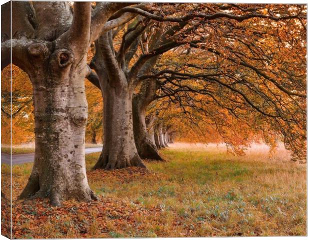 Beech tree autumn  Canvas Print by Shaun Jacobs