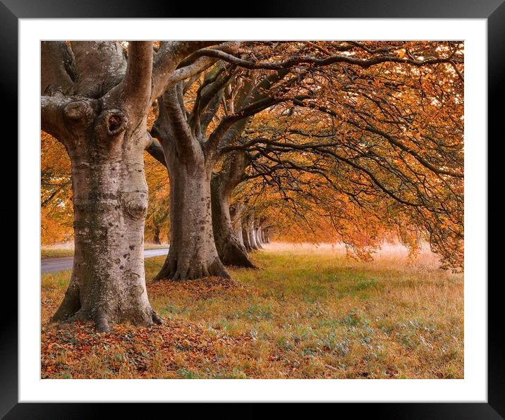 Beech tree autumn  Framed Mounted Print by Shaun Jacobs