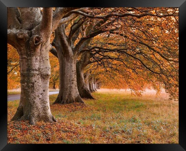 Beech tree autumn  Framed Print by Shaun Jacobs