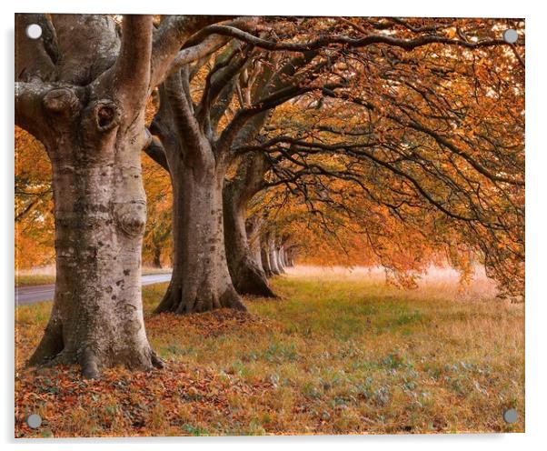 Beech tree autumn  Acrylic by Shaun Jacobs