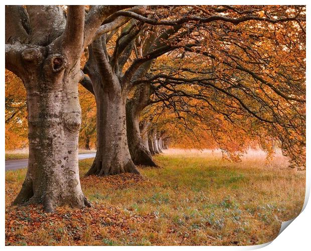 Beech tree autumn  Print by Shaun Jacobs