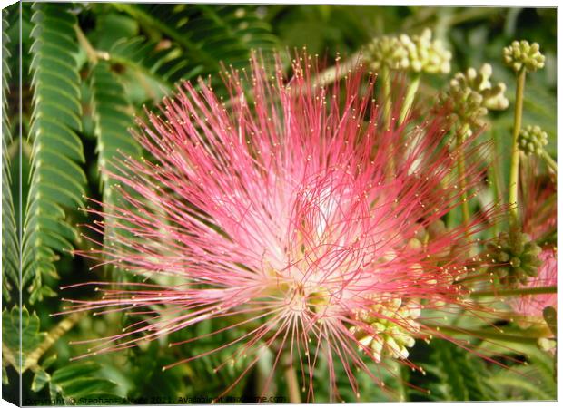 Mimosa Flower Canvas Print by Stephanie Moore
