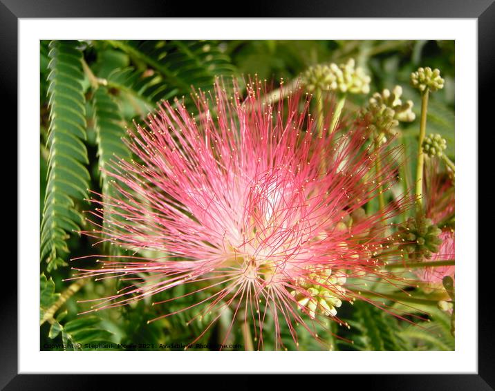 Mimosa Flower Framed Mounted Print by Stephanie Moore