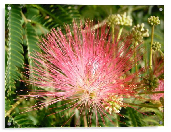 Mimosa Flower Acrylic by Stephanie Moore