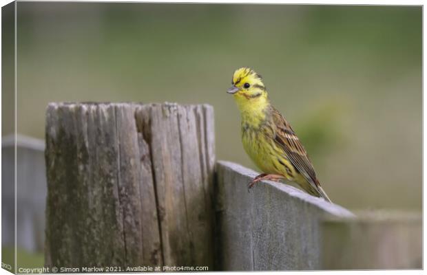 Yellowhammer Canvas Print by Simon Marlow