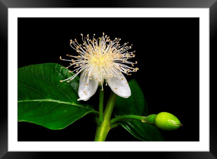 Common Guava Tree Flower Framed Mounted Print by Antonio Ribeiro
