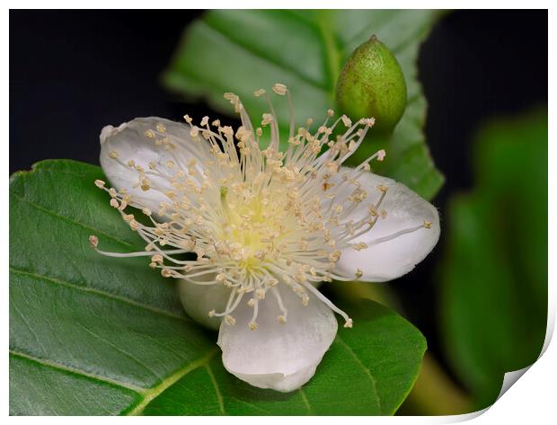 Common Guava Tree Flower Print by Antonio Ribeiro