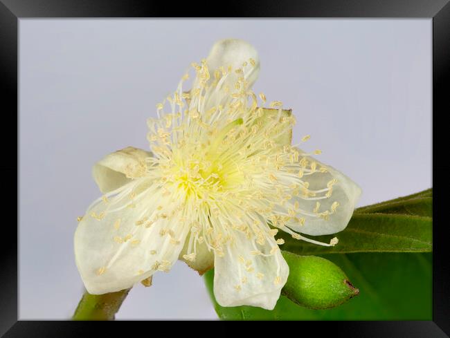 Common Guava Tree Flower Framed Print by Antonio Ribeiro