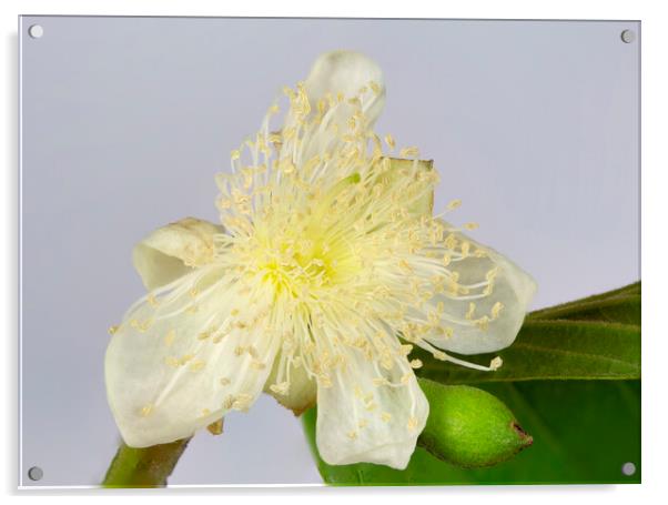 Common Guava Tree Flower Acrylic by Antonio Ribeiro