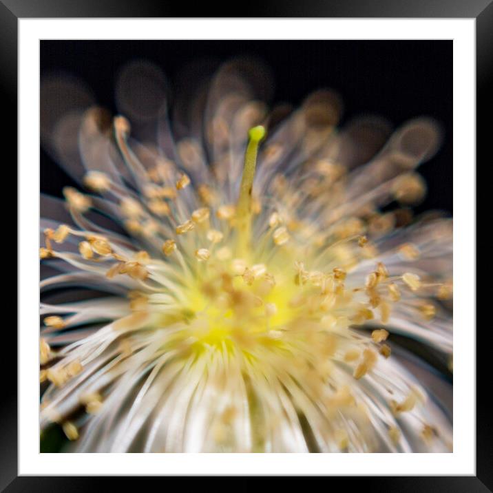 Style of a Common Guava Tree Flower Framed Mounted Print by Antonio Ribeiro