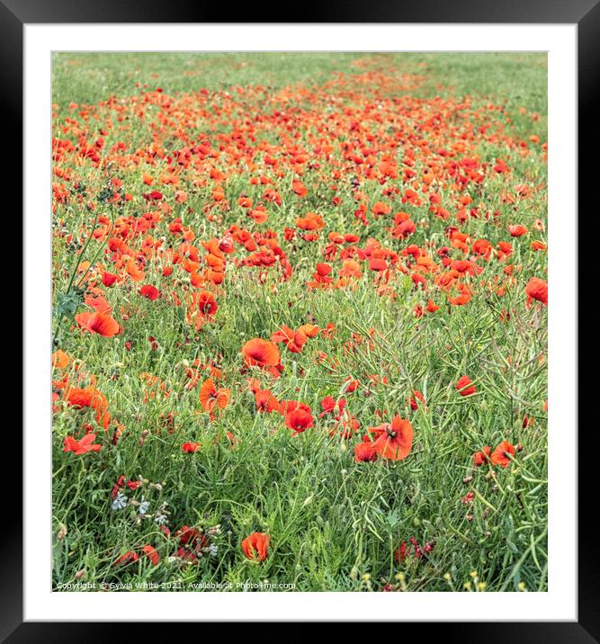 Poppies Forever Framed Mounted Print by Sylvia White