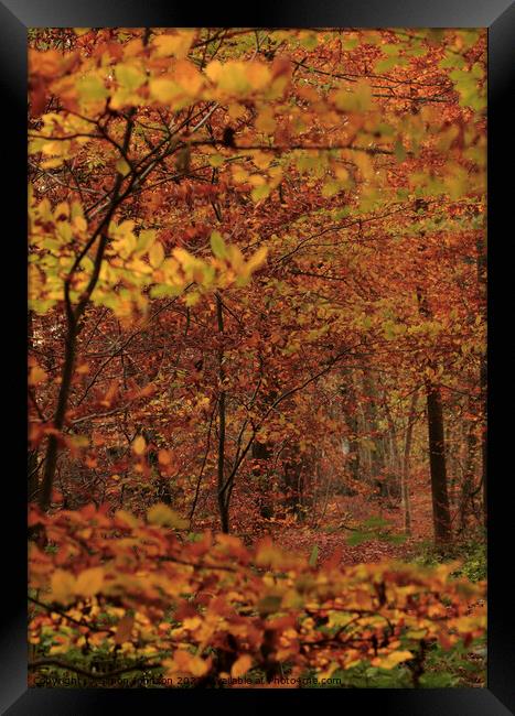 Autumn Woodland Framed Print by Simon Johnson
