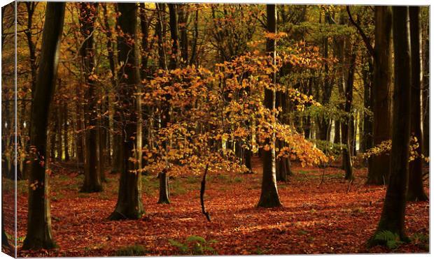 Sunlit Beech tree Sunlit Beech woodland Snowshill Woods Cotswolds Gloucestershire  Canvas Print by Simon Johnson