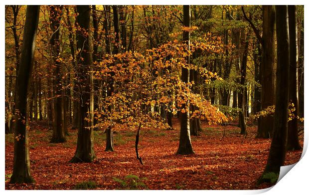 Sunlit Beech tree Sunlit Beech woodland Snowshill Woods Cotswolds Gloucestershire  Print by Simon Johnson