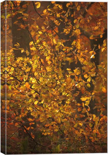 Dancing sunlit Beech leaves Canvas Print by Simon Johnson