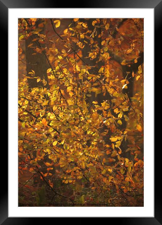 Dancing sunlit Beech leaves Framed Mounted Print by Simon Johnson