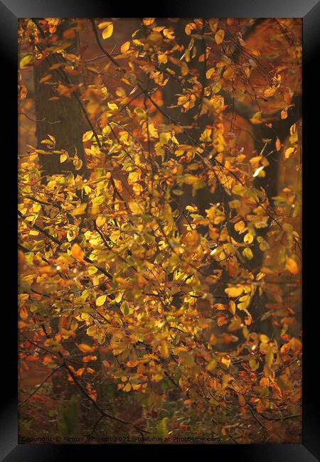 Dancing sunlit Beech leaves Framed Print by Simon Johnson