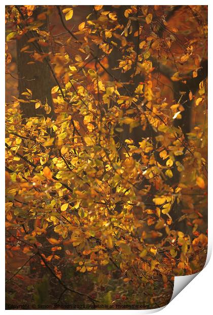 Dancing sunlit Beech leaves Print by Simon Johnson