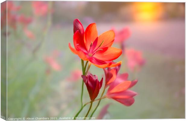 Sunset River Lily Canvas Print by Alison Chambers