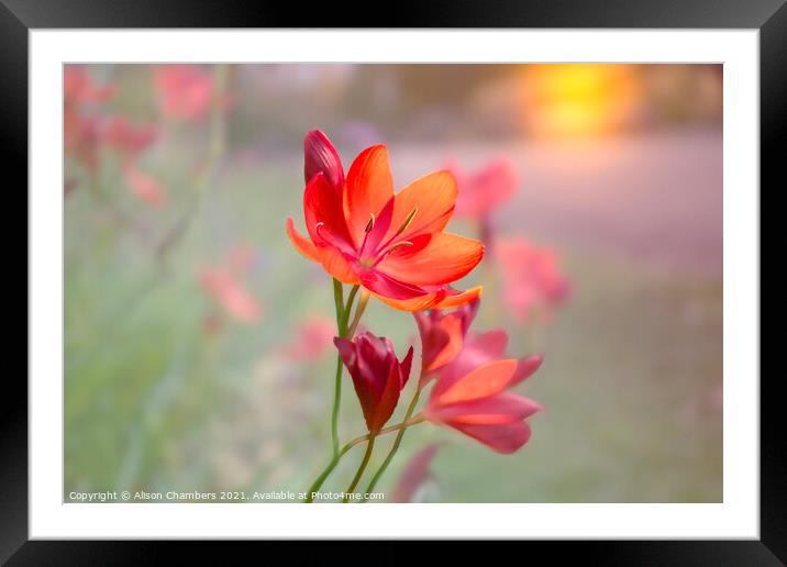 Sunset River Lily Framed Mounted Print by Alison Chambers