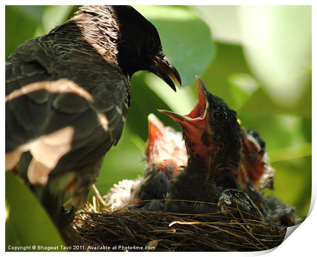 Red-vented Bulbul Print by Bhagwat Tavri