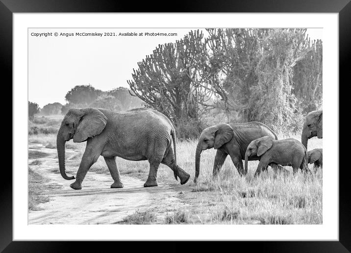 Family of elephants on the move, Uganda mono Framed Mounted Print by Angus McComiskey