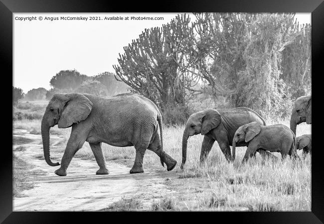 Family of elephants on the move, Uganda mono Framed Print by Angus McComiskey
