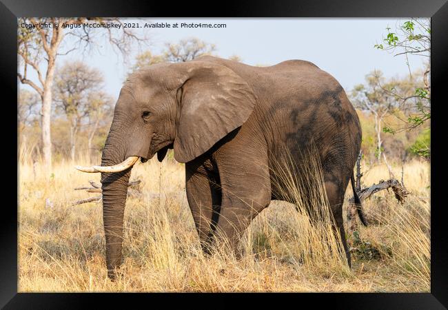 African elephant bull in grassland, Botswana Framed Print by Angus McComiskey