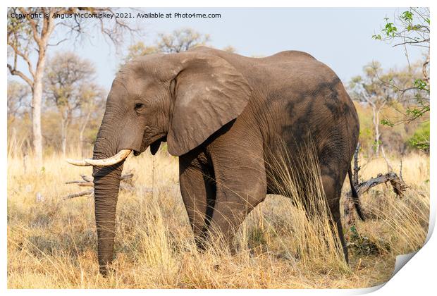 African elephant bull in grassland, Botswana Print by Angus McComiskey