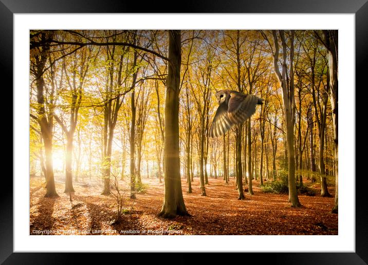 Barn owl flying in autumn woodland Framed Mounted Print by Simon Bratt LRPS