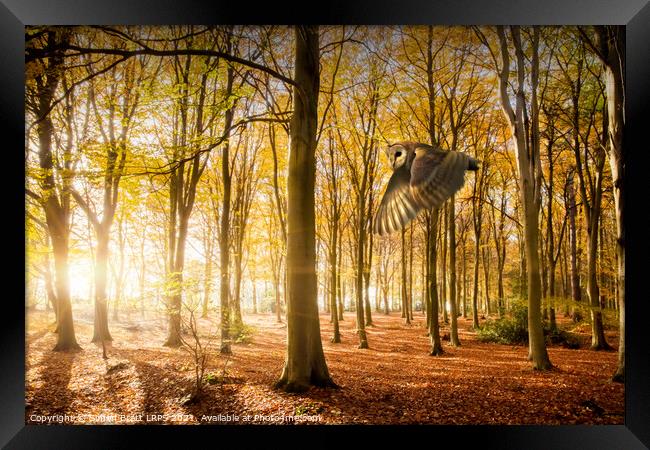 Barn owl flying in autumn woodland Framed Print by Simon Bratt LRPS