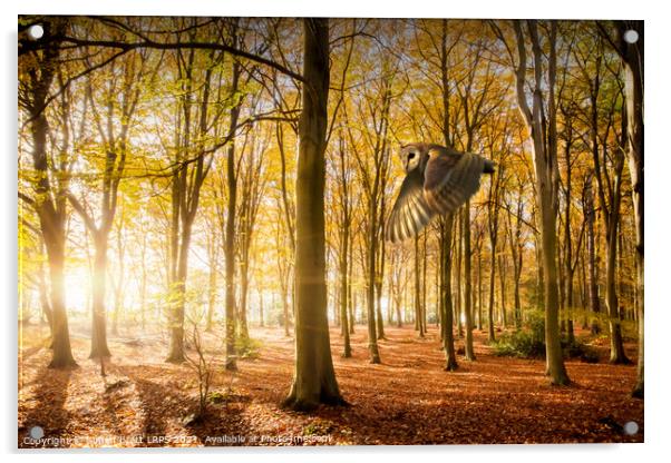 Barn owl flying in autumn woodland Acrylic by Simon Bratt LRPS