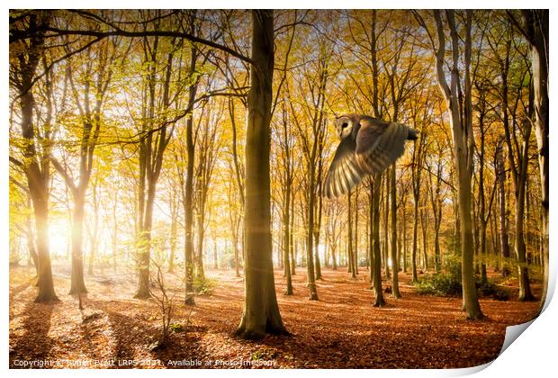 Barn owl flying in autumn woodland Print by Simon Bratt LRPS
