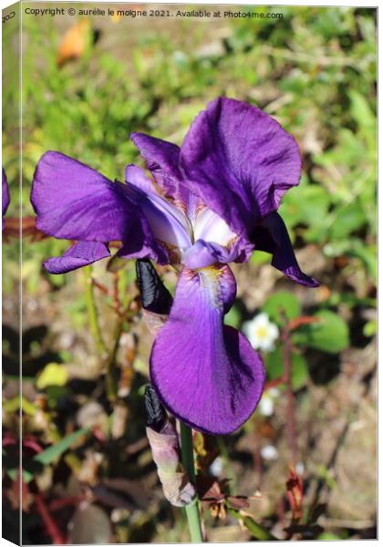 Purple iris flower Canvas Print by aurélie le moigne