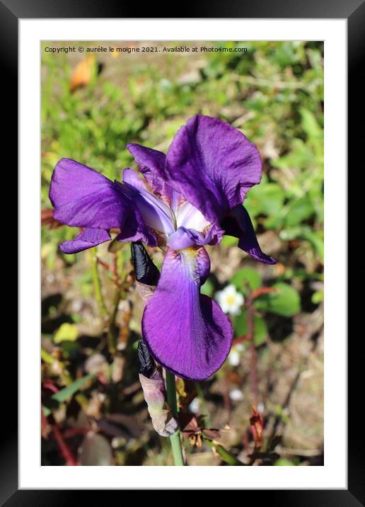 Purple iris flower Framed Mounted Print by aurélie le moigne