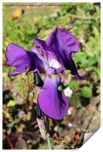 Purple iris flower Print by aurélie le moigne