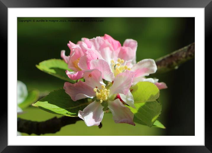 Flowers of apple tree Framed Mounted Print by aurélie le moigne