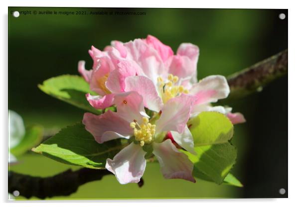 Flowers of apple tree Acrylic by aurélie le moigne