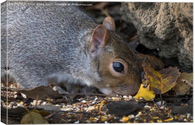 Squirrel head shot Canvas Print by Kevin White