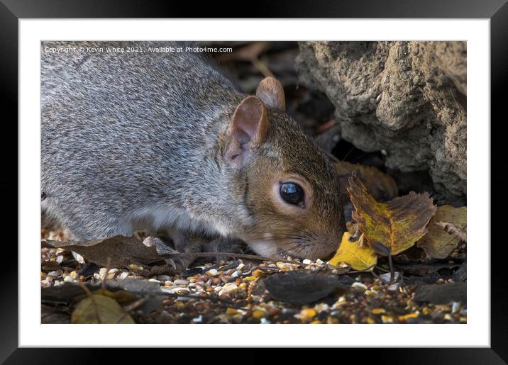 Squirrel head shot Framed Mounted Print by Kevin White