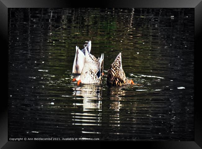 Bottoms Up Framed Print by Ann Biddlecombe