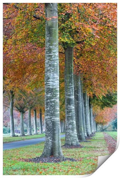Moor Crichel autumnal morning  Print by Shaun Jacobs