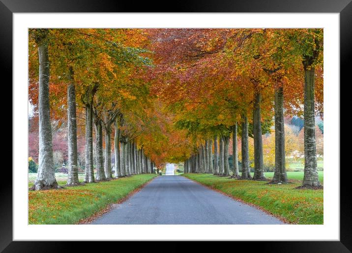 Moor Crichel avenue  Framed Mounted Print by Shaun Jacobs