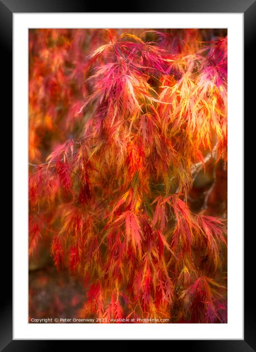 Autumnal Acer Leaves Framed Mounted Print by Peter Greenway