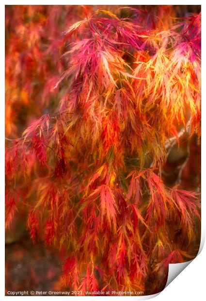 Autumnal Acer Leaves Print by Peter Greenway