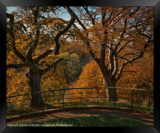 autumnal trees, greenwich park Framed Print by mark Smith