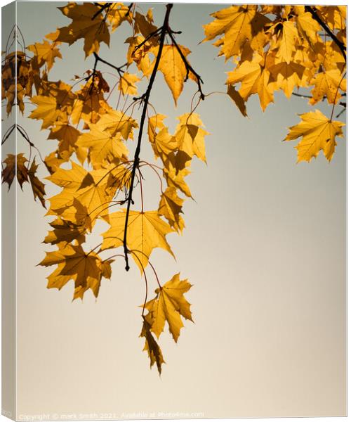 maple leaves Canvas Print by mark Smith