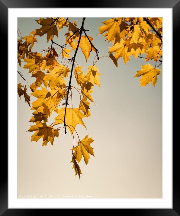 maple leaves Framed Mounted Print by mark Smith