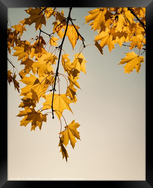 maple leaves Framed Print by mark Smith