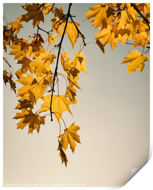 maple leaves Print by mark Smith